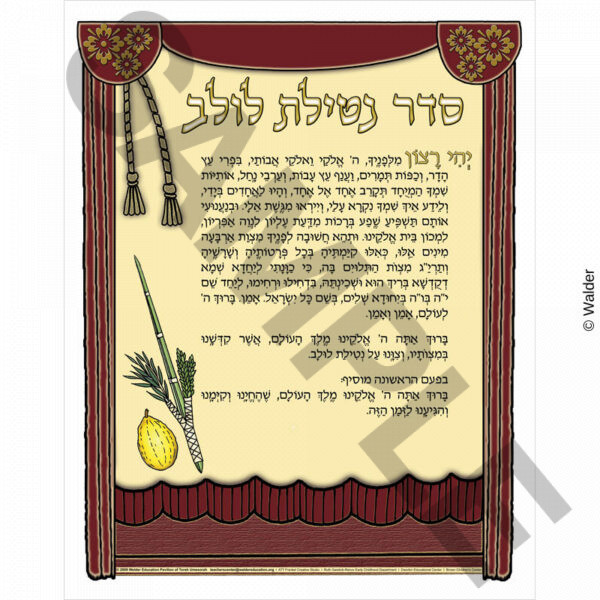 Seder Netilas Lulav