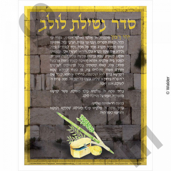 Seder Netilas Lulav