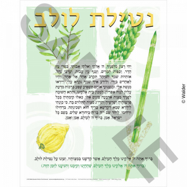 Seder Netilas Lulav