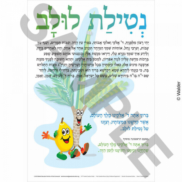 Seder Netilas Lulav