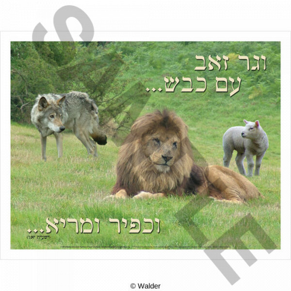 Lion and the wolf with the lamb with quote.